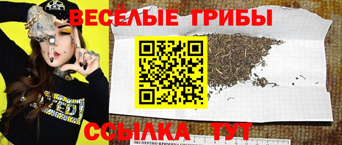Псилоцибиновые грибы Cubensis Ессентуки